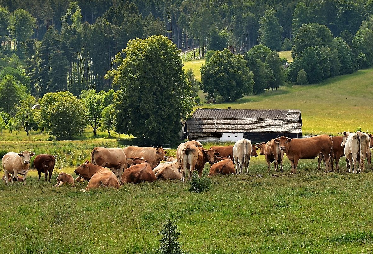 Život na vsi.