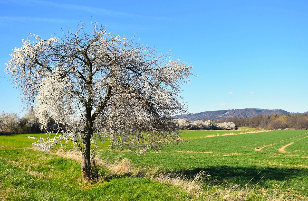 V dáli Železné hory
