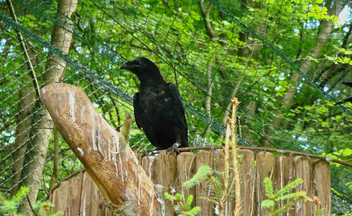 Velké černé ptáky lupiči