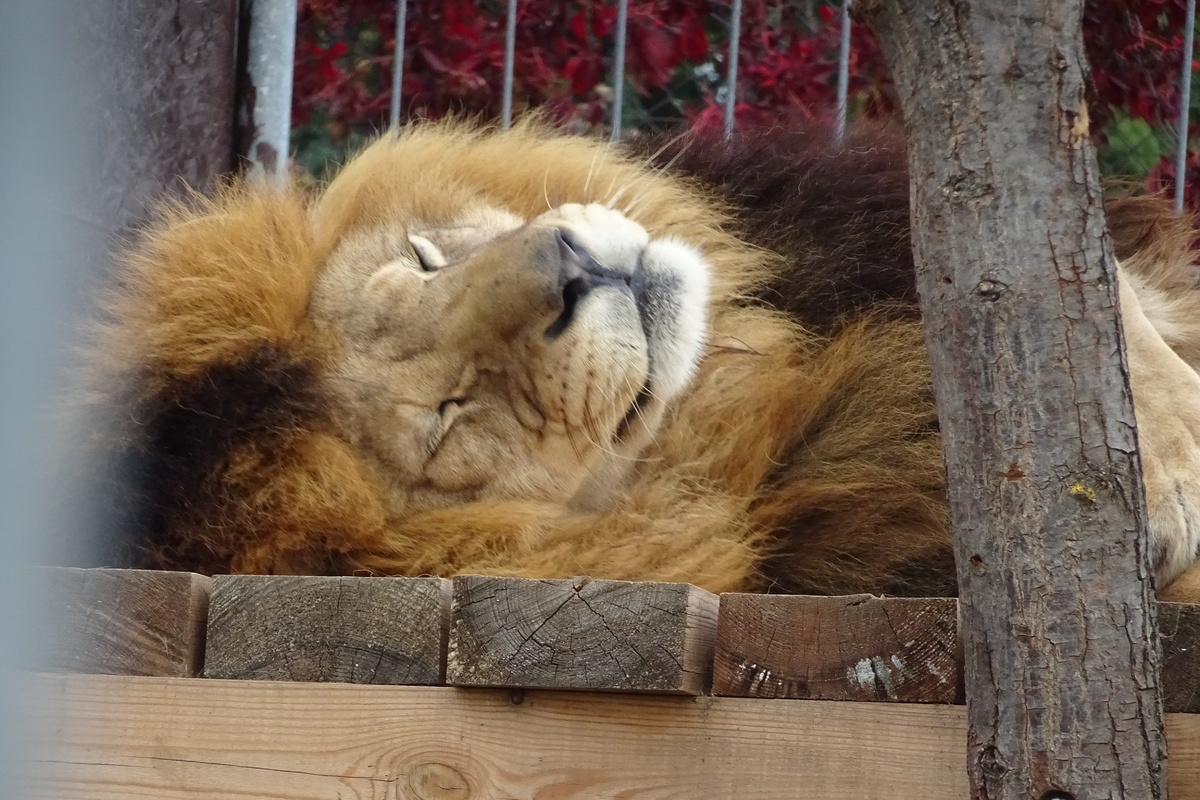 Táborská zoo určitě není pro zvířata vězením