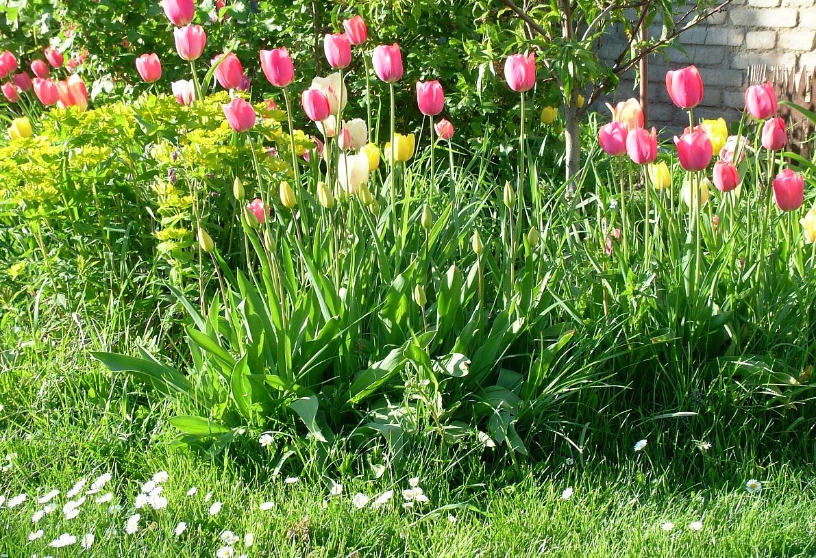Krásné tulipány