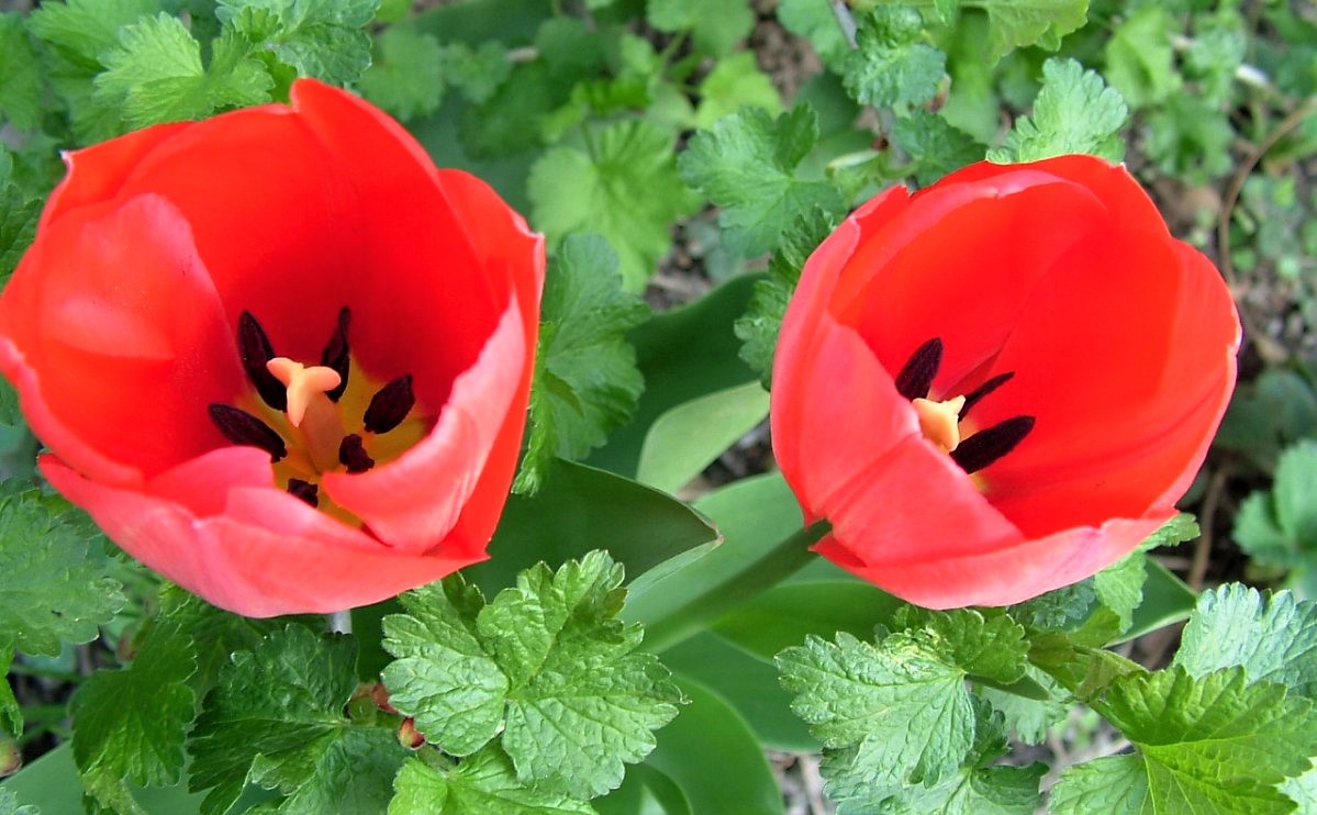 Tulipány. Jak se o ně postarat, aby příští rok zase krásně zdobily vaši zahradu