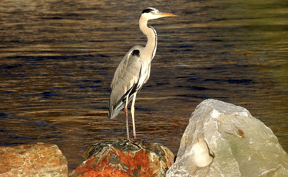 FOTO DNE 20.12.: Elena Valeriánová - Výstavní postoj volavky