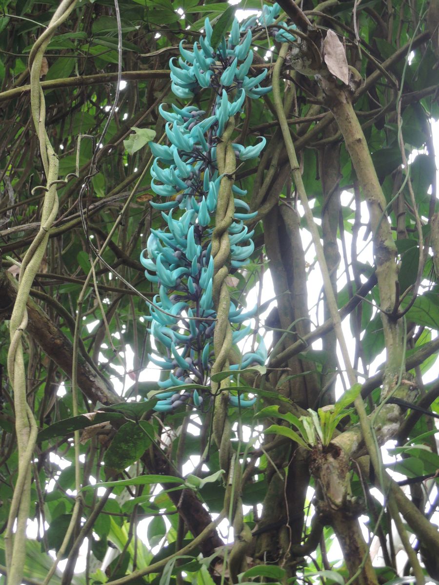 Výstava orchidejí ve skleníku Fata Morgana