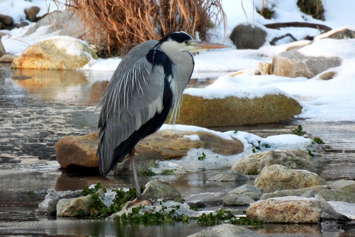 Já tu zimu fakt nemusím