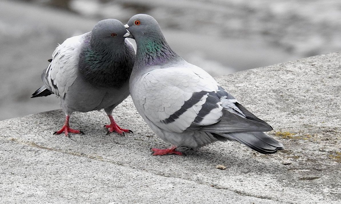 FOTO DNE 4.3.: Zdenka Kroulíková - Když dva se rádi mají