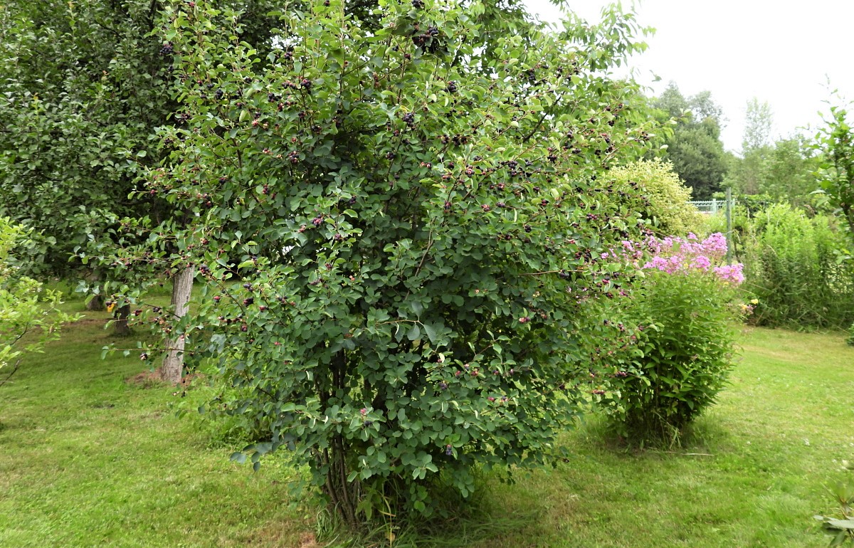 Pěstujete na zahrádce amelanchier? Jeho plody mají řadu zdraví prospěšných minerálů