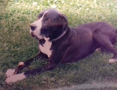 Jedno přání navíc