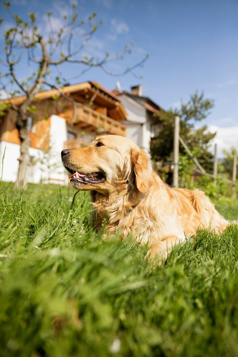 Jezdíte na dovolené i se svým psím mazlíčkem? Pak vyzkoušejte ubytování na jihotyrolských farmách Roter Hahn!