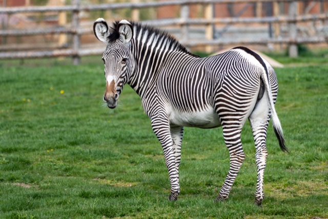 Zoo Praha představuje zvířecí sirotky