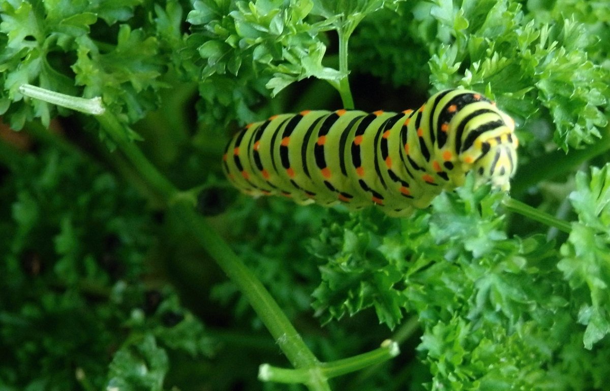 Housenka Otakárka ovocného...