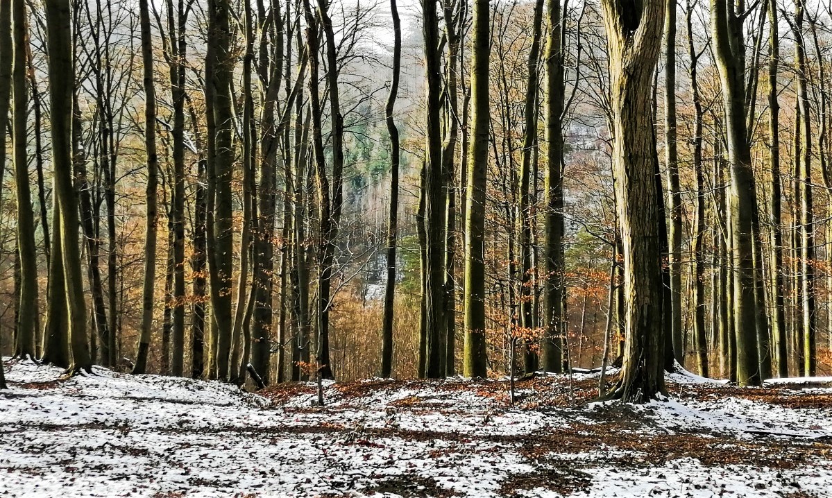 FOTO DNE 25.2.: Šárka Nováková - V lese