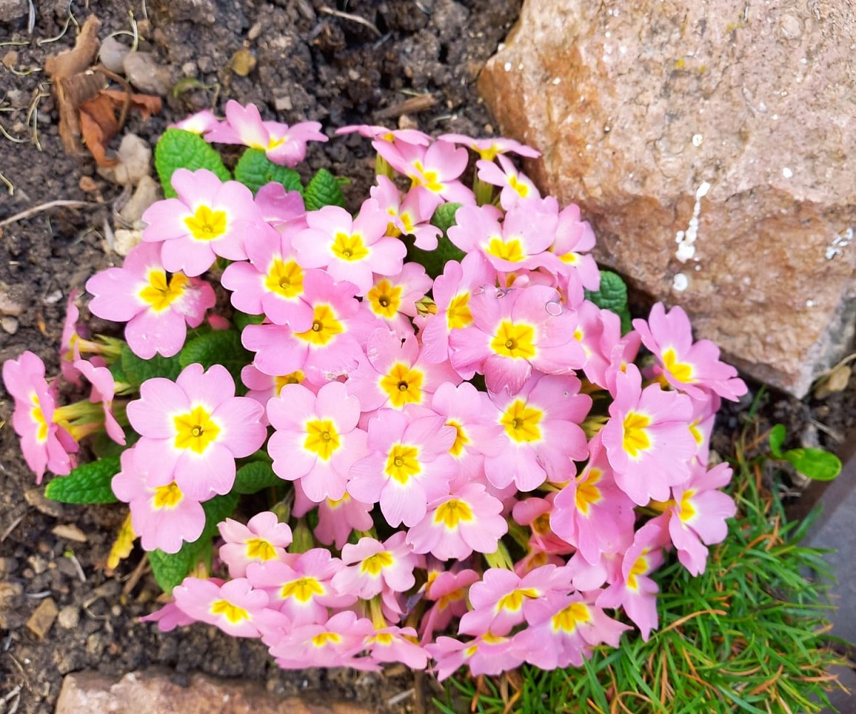 Růžový petrklíč