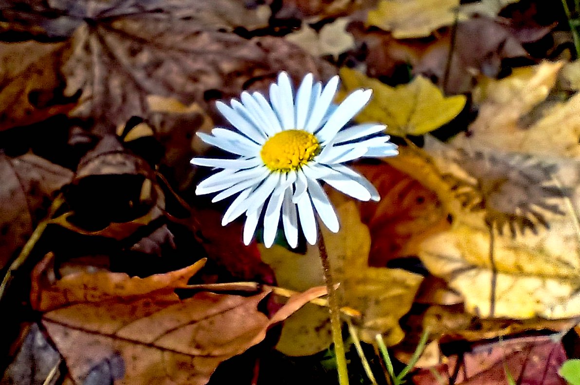 FOTO DNE 14.11.: Šárka Nováková - Schovaná v listí