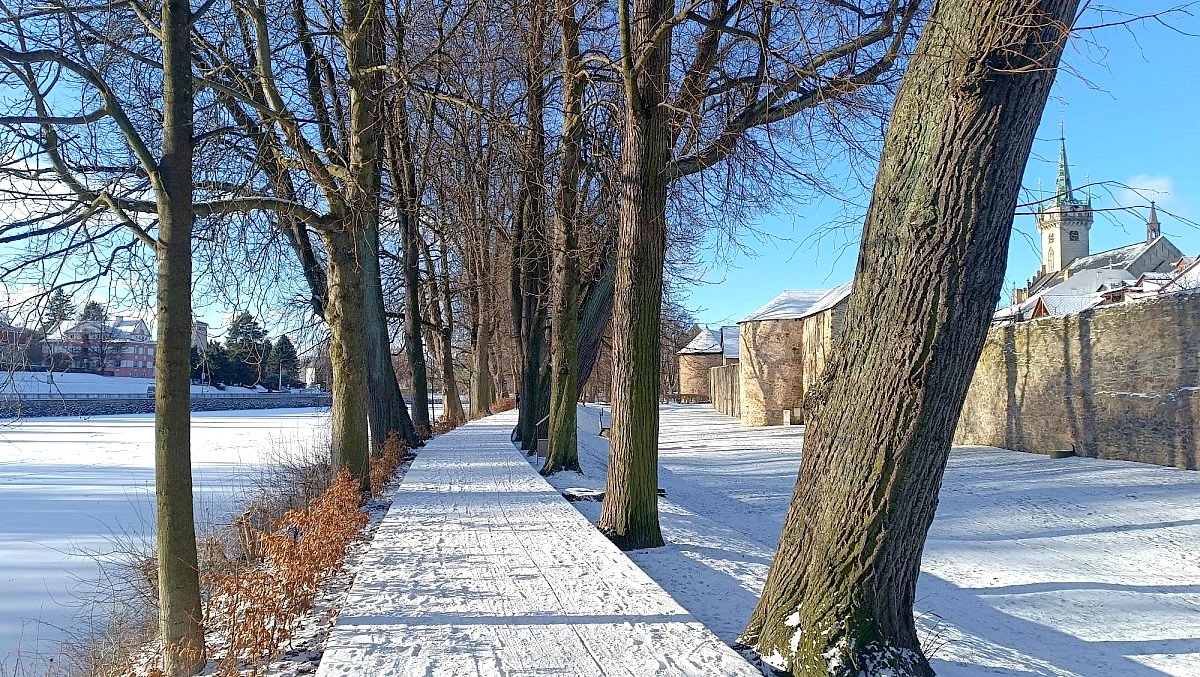 FOTO DNE 2.1.: Jana Petrová - Alejí do Nového roku