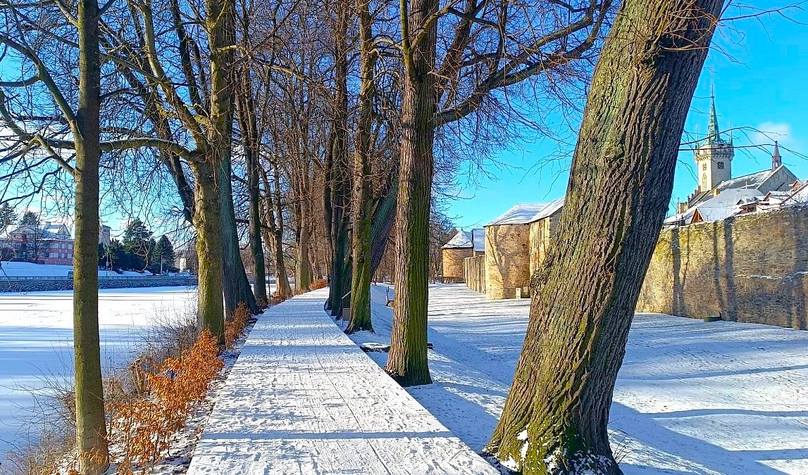 FOTO DNE 2.1.: Jana Petrová - Alejí do Nového roku