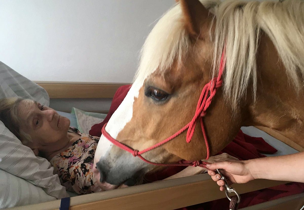 Koně dojali klienty domova pro seniory přímo u jejich lůžek