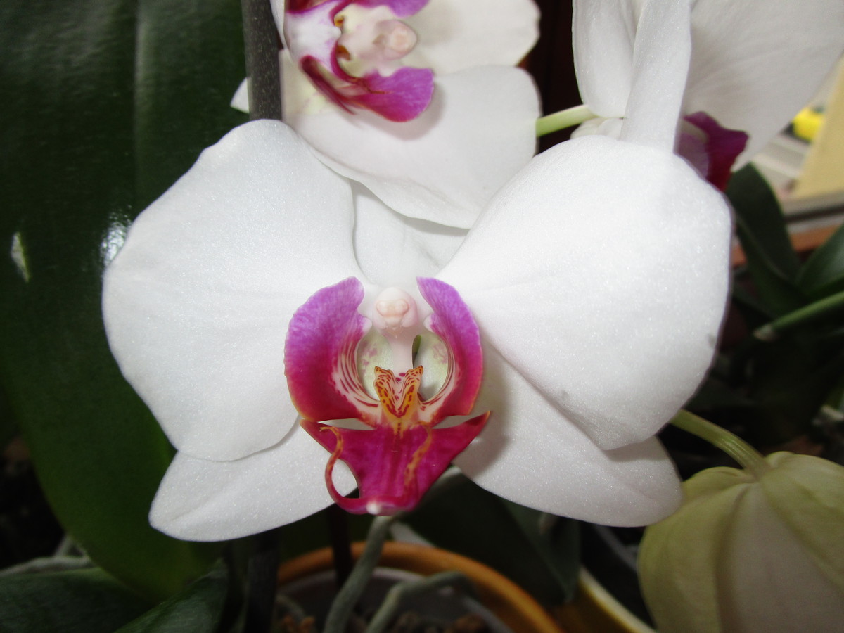 Radost z orchideí