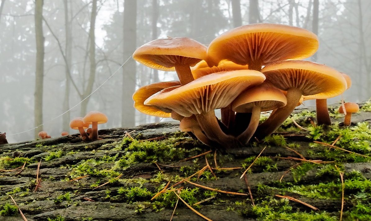 FOTO DNE 15.12.: Miloslav Křížek - Prosincové penízovky