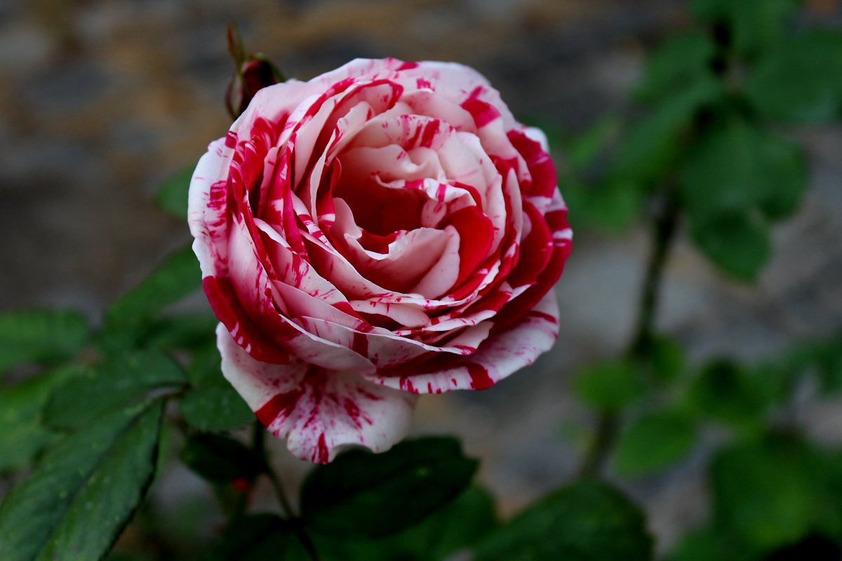 Fotogalerie - Podívej, kvete růže...