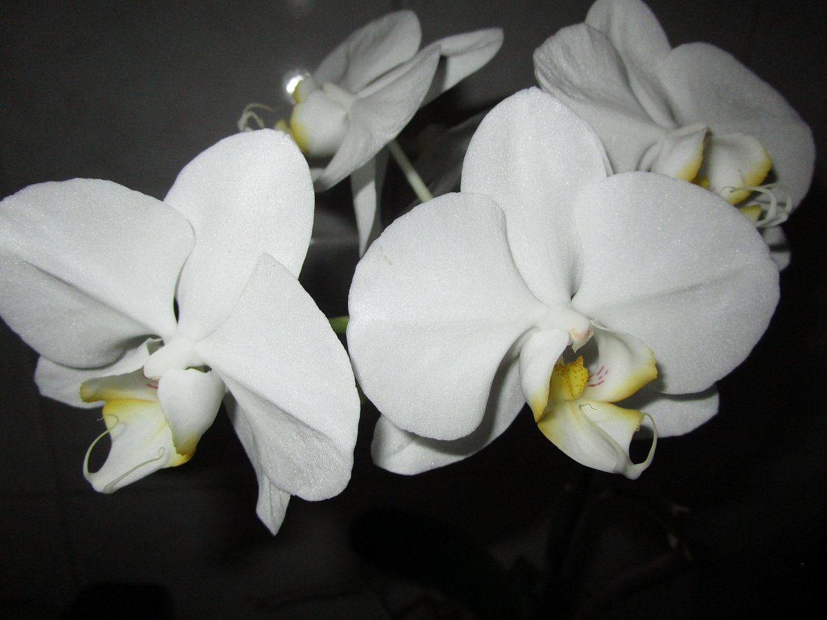 Jednu bílou orchidej...