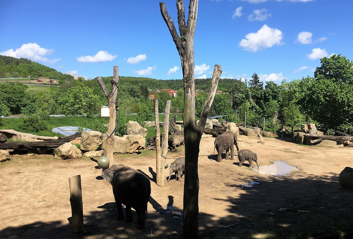 Sloni a slůňata v pražské zoo