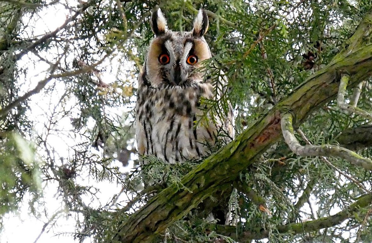 FOTO DNE 11.2.: Alena Tollarová - Kalous ušatý