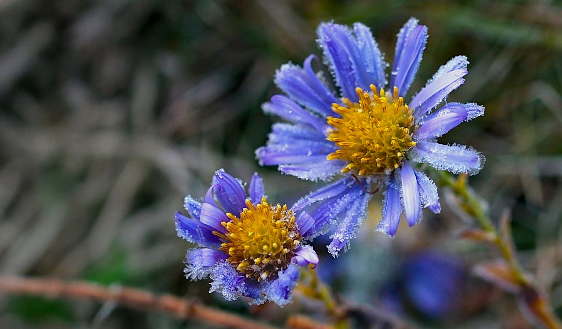 FOTO DNE 28.11.: Marta Nosková - Ledovka
