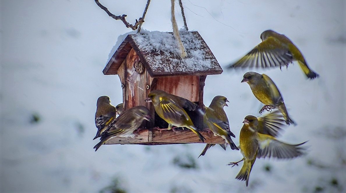 Ptáci v zimě na snímcích seniorských fotografů: u krmítka, u vody, v lese