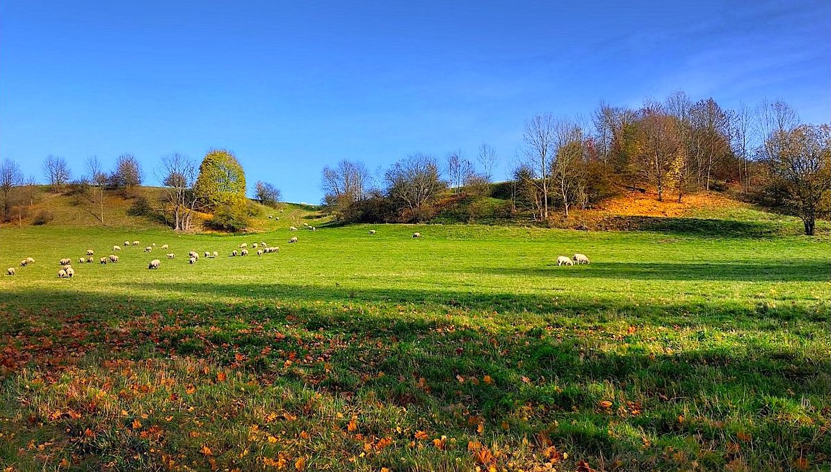 FOTO DNE 14.12.: Marie Bartošová - Podzim na lachovské stráni