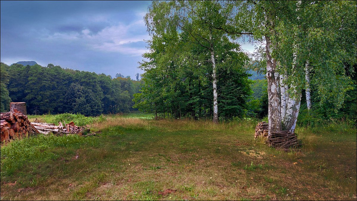 Dříví III. *