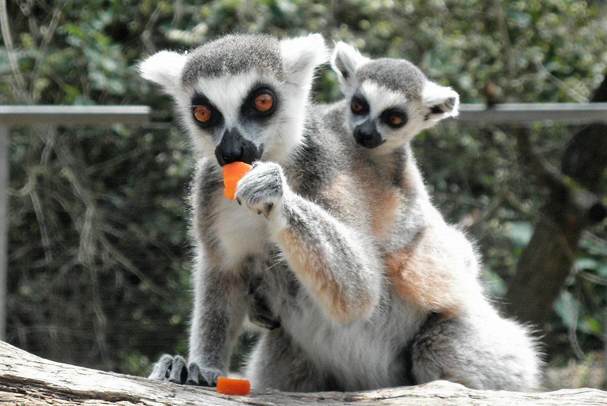 Fotoreportáž:  Veselé krmení v pražské zoo