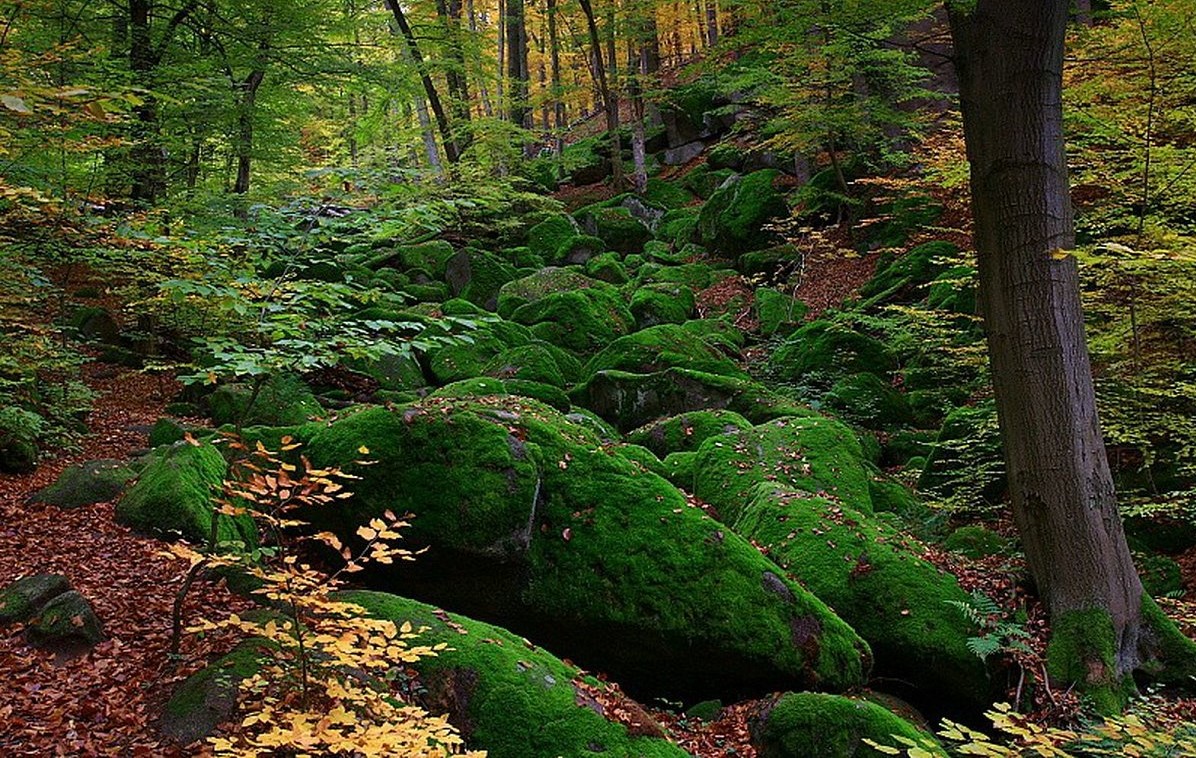 Zápisky houbaře