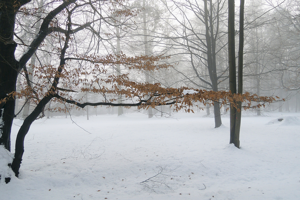 Fotoreportáž: Mlhavé odpoledne v rožnovském skanzenu