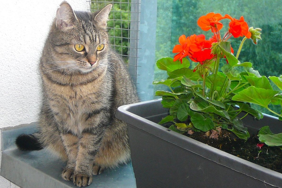 Radost z maličkostí