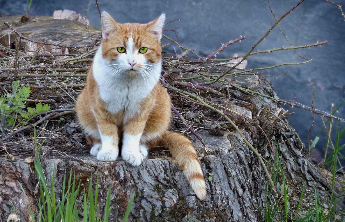 FOTO DNE 17.2.: Marie Bartošová - Tady je kocourovo