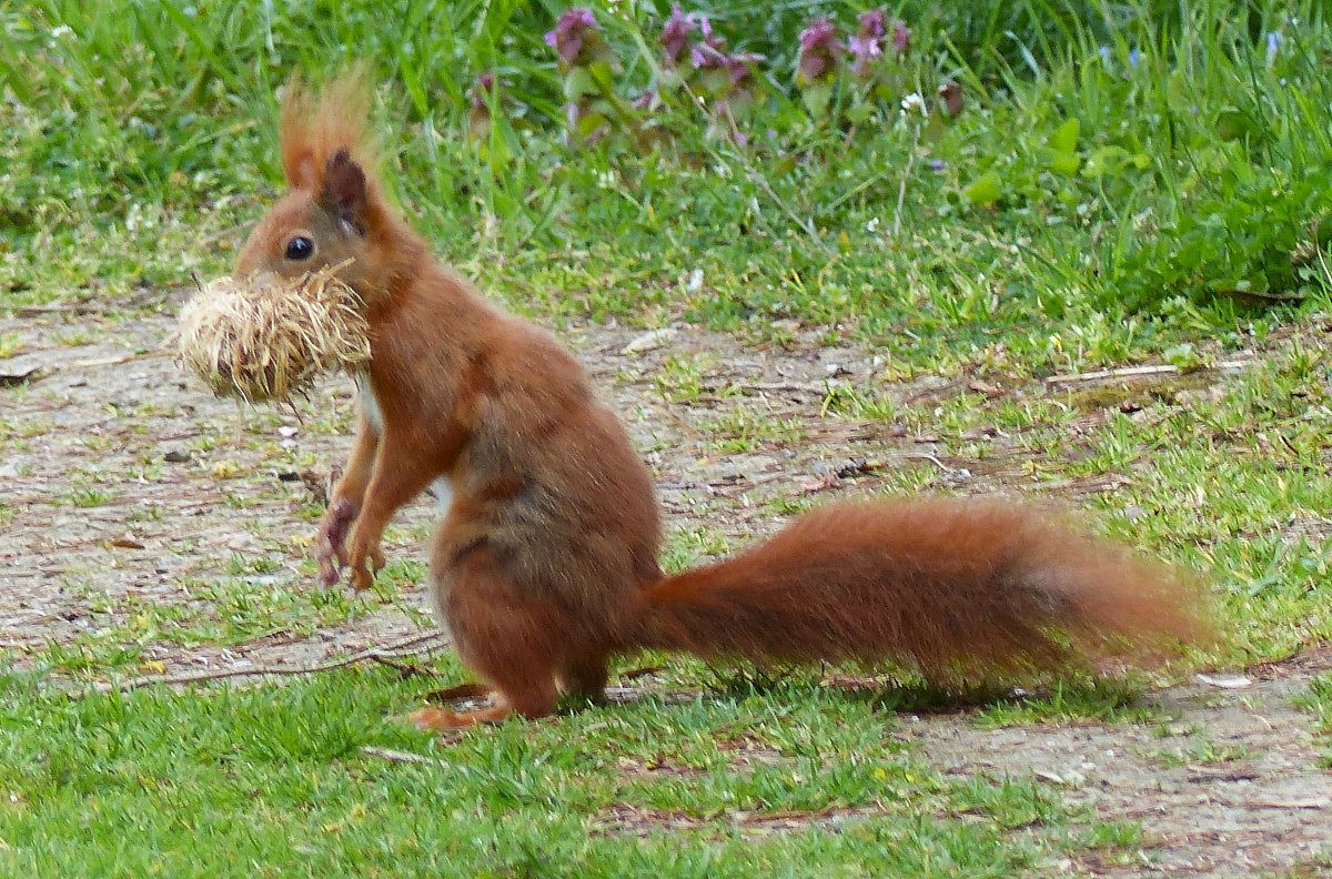 Není koule, jako koule - tato přijde do hnízda