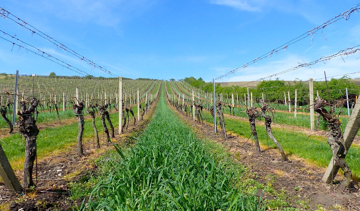 FOTO DNE 23.4.: Jitka Janků - Zelená lajna