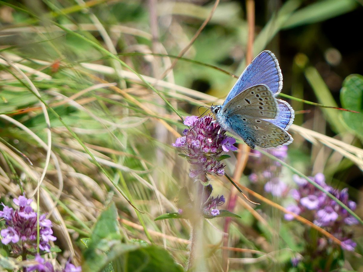 Modrásek z Pálavských strání...