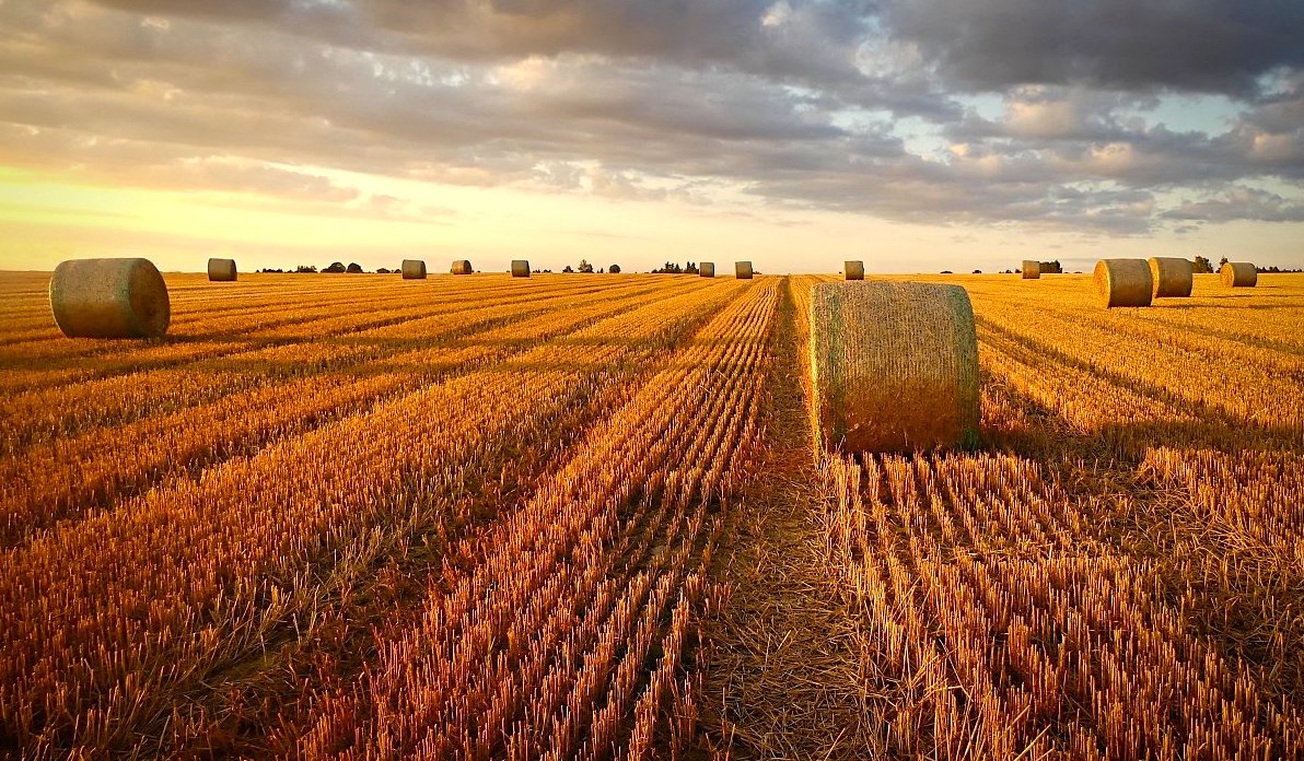FOTO DNE 4.11.: Libuše Heulerová - Sklizeno