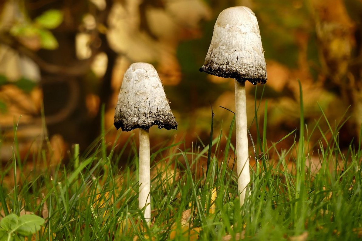 FOTO DNE 24.10.: Libuše Heulerová - Křemílek a Vochomůrka