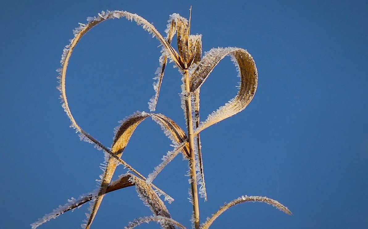 FOTO DNE 13.1.: Libuše Heulerová - Srdíčko pro dnešní den