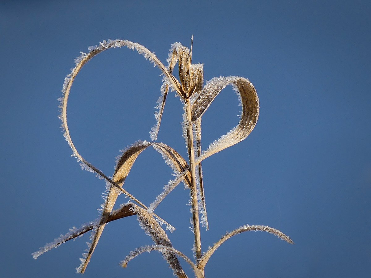 Srdíčko pro dnešní den...a i další....