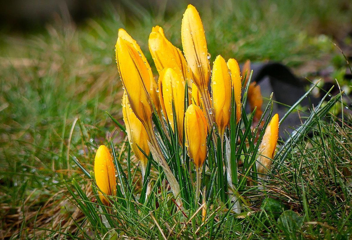 FOTO DNE 28.3. Libuše Heulerová - Dnes do žluta