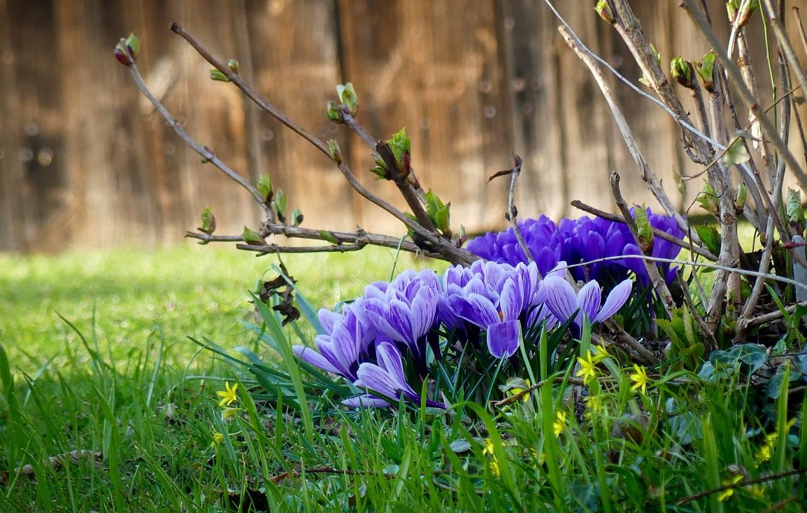 FOTO DNE 7.4.: Libuše Heulerová - Krokusová zahrádka