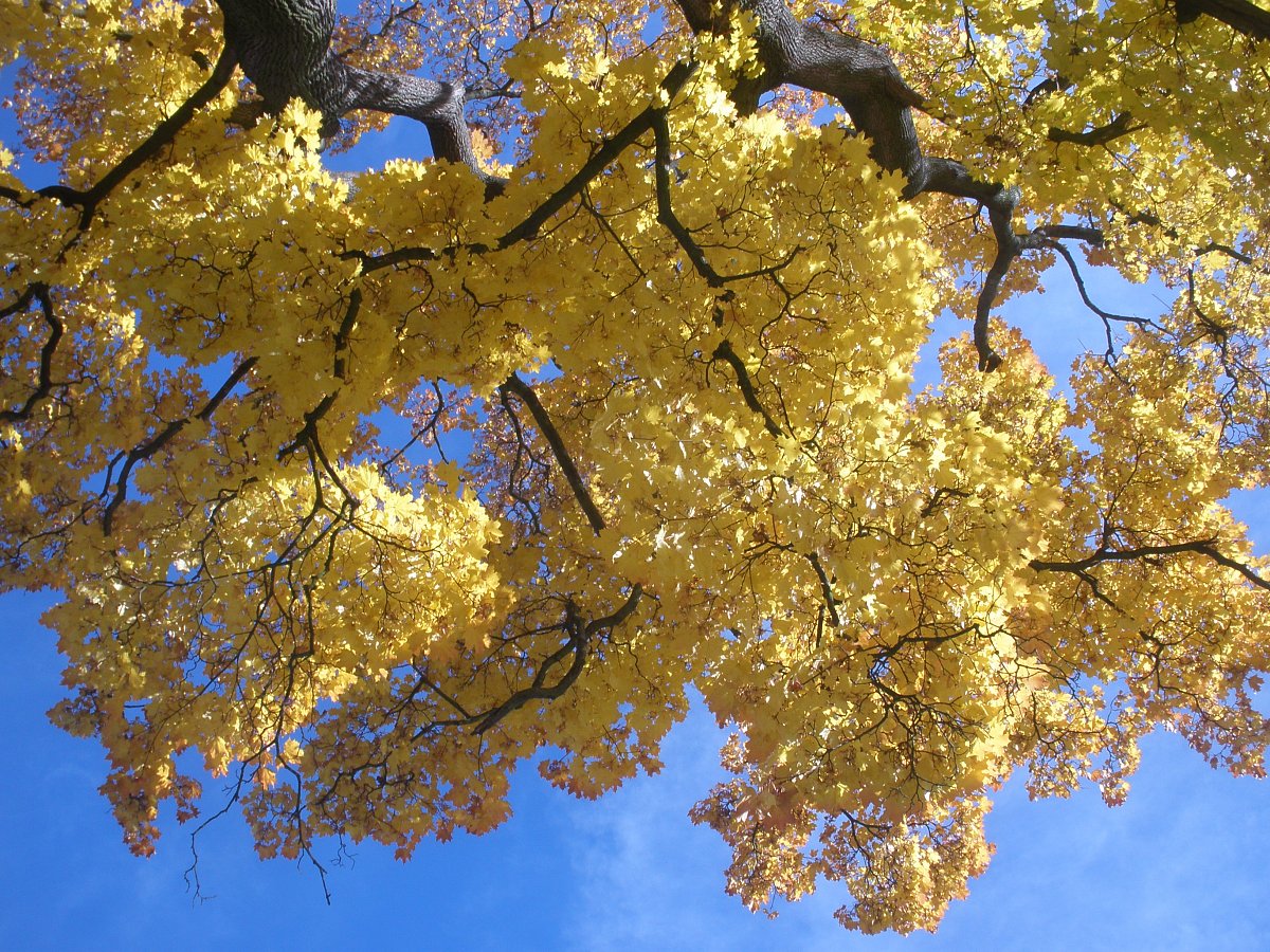 Podzimní stromy na modrém pozadí
