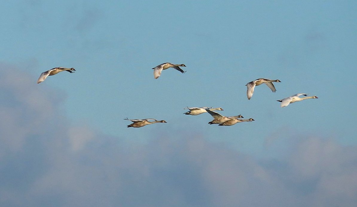 FOTO DNE 1.1.: Alena Tollarová - Šťastný let rokem 2026
