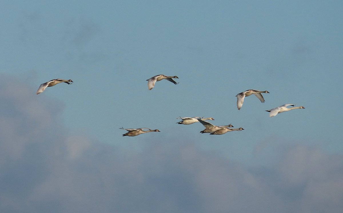 Šťastný let rokem 2026