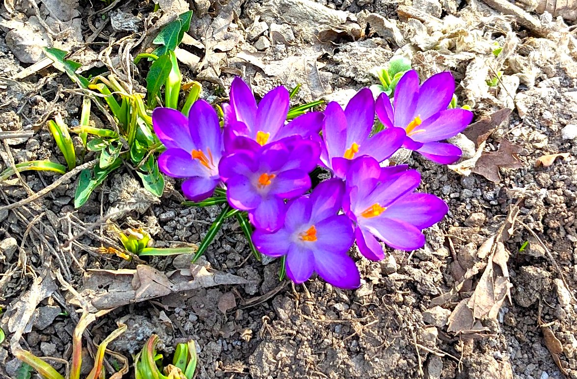 FOTO DNE 15.3.: Irena Mertová - Jaro je tu