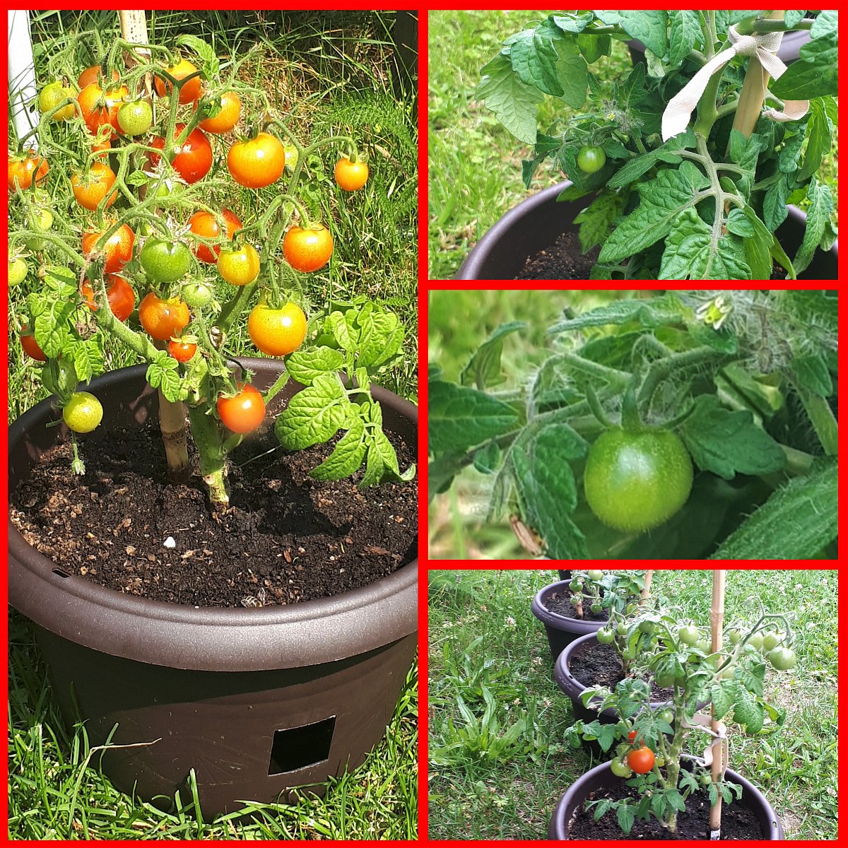 Jen chuť pěstovat rajčata nám nestačila